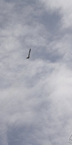 2013 Svojek Mirek Topinka